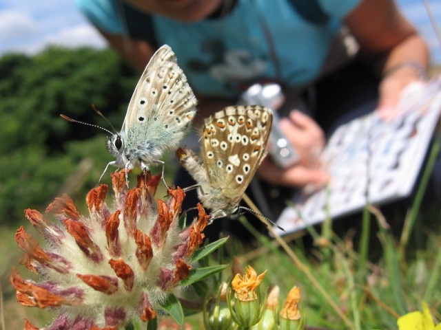 a person recording on a sheet of paper the butterflies they see