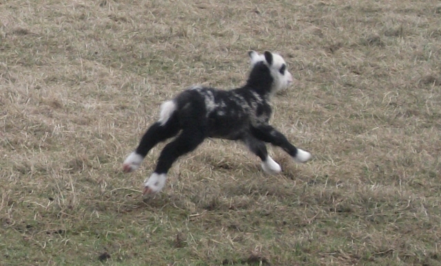 Poetry Corner: CORONA LOCKDOWN