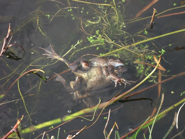 Noise Pollution and the Protection of Wildlife