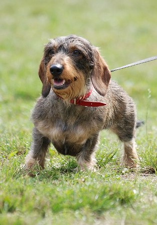 The Growing Popular Appeal of Dachshunds Raises Concerns