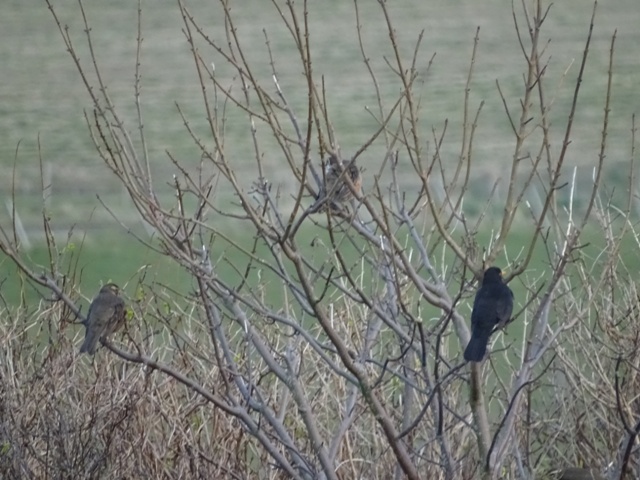 Nature Notes From Close To Home – Birds!