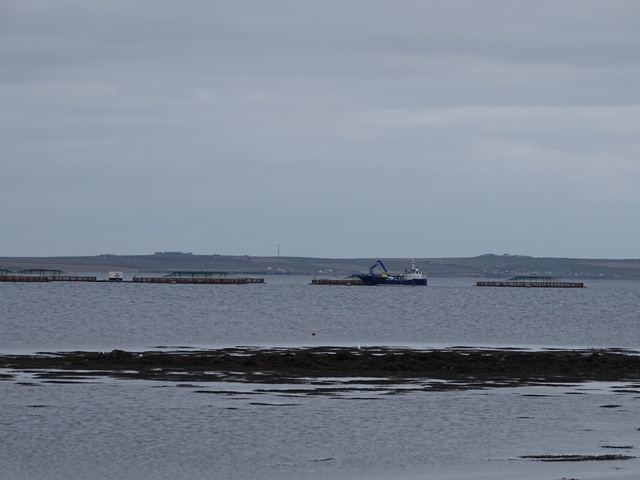 salmon farm cages in Orkney