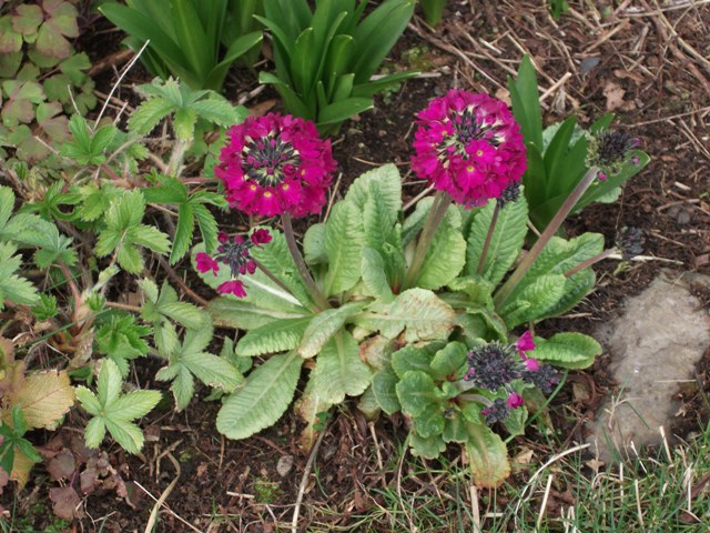 Nature Notes From Close to Home – 3