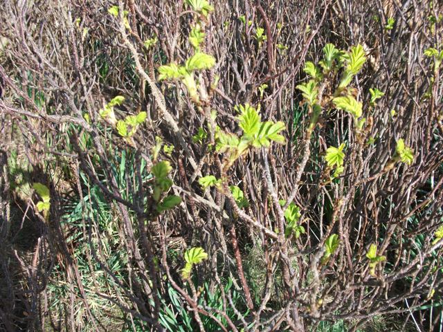 Weather Forecast: Early mistiness. Dry and increasingly sunny. Southeast breezes.