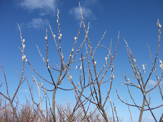 Nature Notes From Close To Home –  Buds!