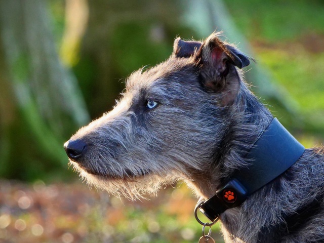 Presents For Your Pet