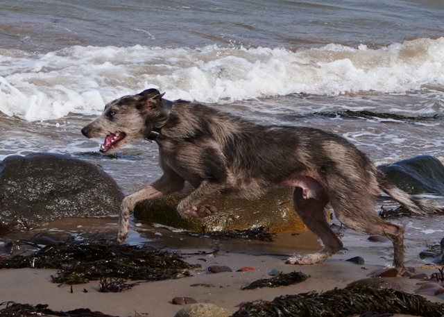 Dog Owners Warned About Toxic Blue Green Algae