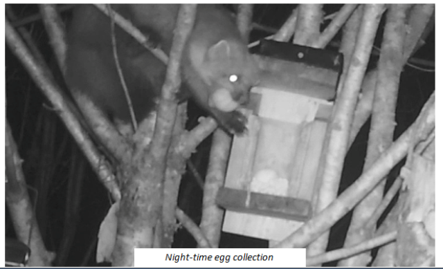 Pine Martens in Argyll – A success story.