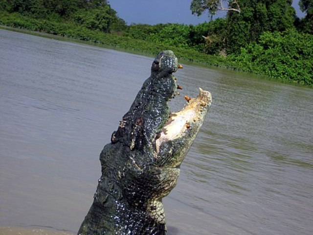 When Fast Swimming Aquatic Crocodiles Hunted The Seas