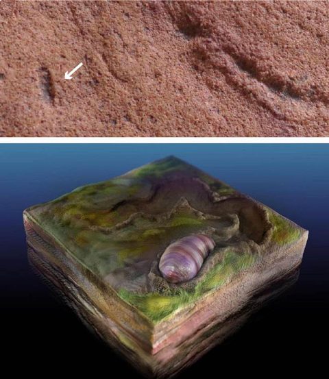 A lowly worm from the Ediacaran?