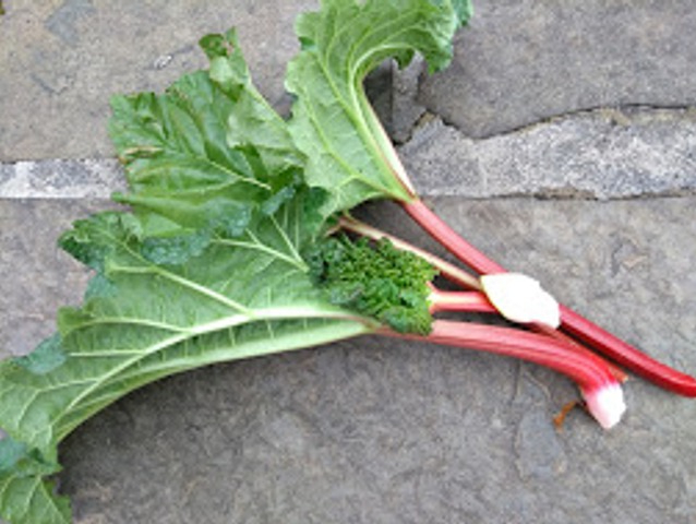 3 big stalks of rhubarb with the leaves still attached