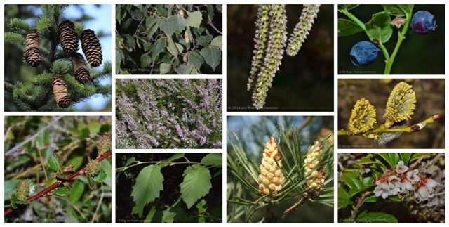 Researching Plant Vulnerability with Climate Change