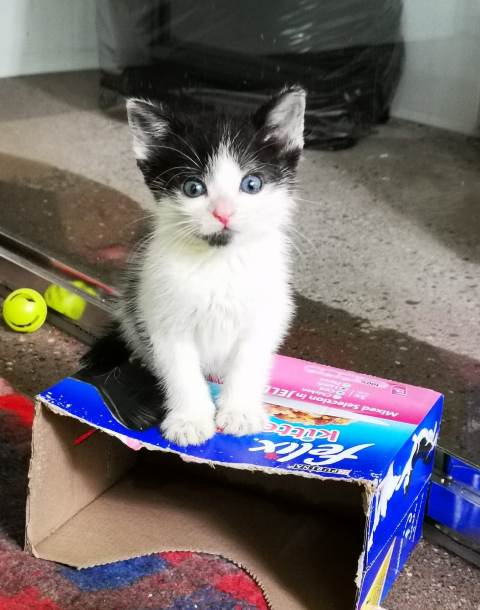 Cat’s Protection: ‘Pawsome Afternoon Tea at Your Place’ July Bake  