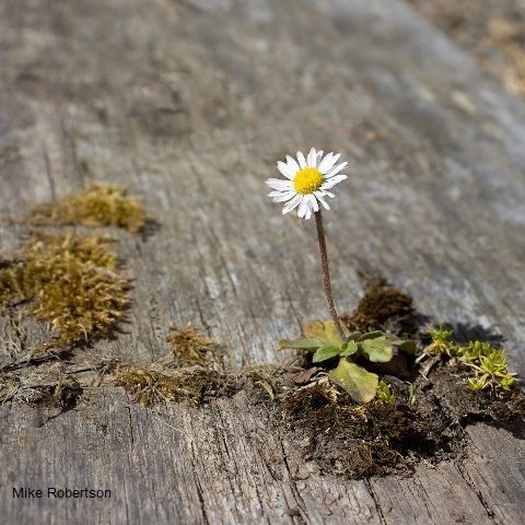 “The Daisy follows soft the Sun –”