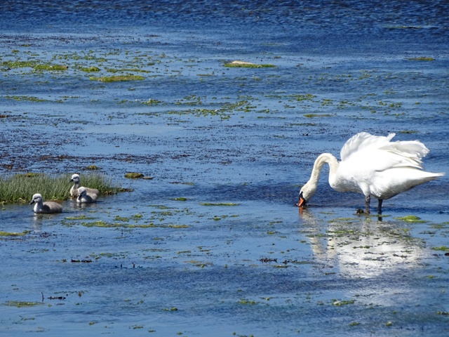 The Last & First of Brodgar