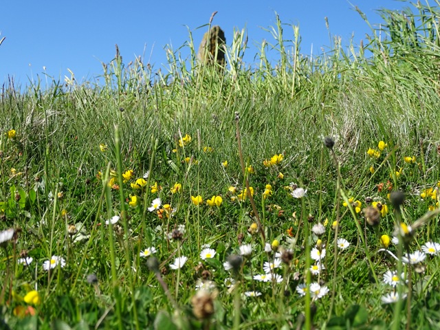 Traditional v Mechanical As HES Prepares for Limited Re-Opening