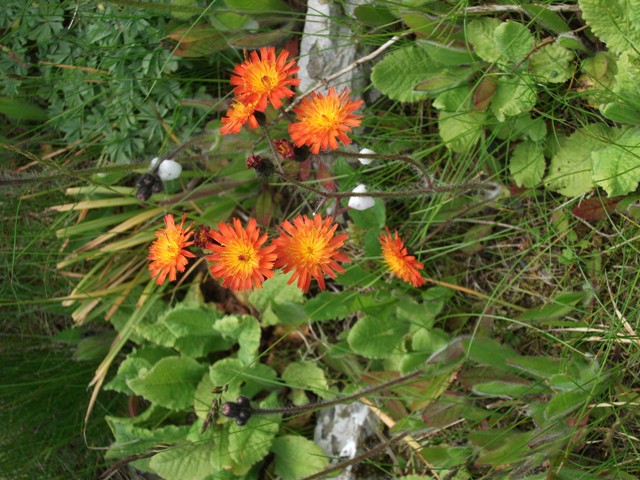 When Is A Weed, Not A Weed?