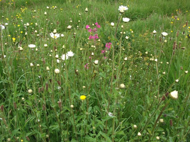 Improving Soil A ‘Win Win’ For Biodiversity