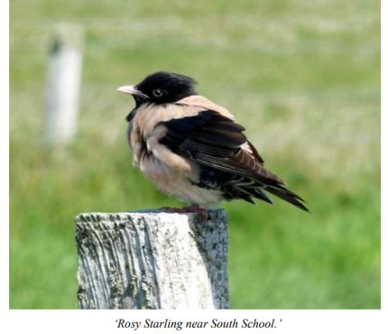 Recent Bird Sightings on Stronsay June 2020