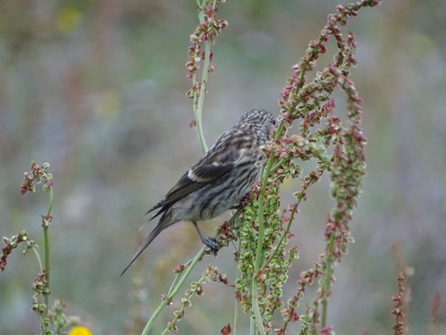 Different Ways To Feed T’Birds