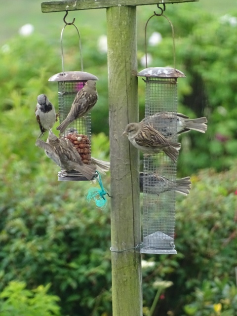 Get Ready for the 2021 Big Garden Birdwatch