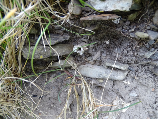 A Closer Look At Some Local Archaeology