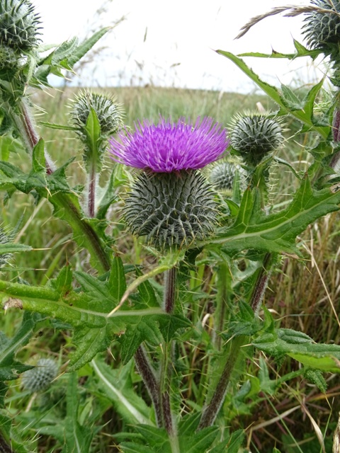 Weather Forecast: Occasional showers this morning, some low cloud at times.