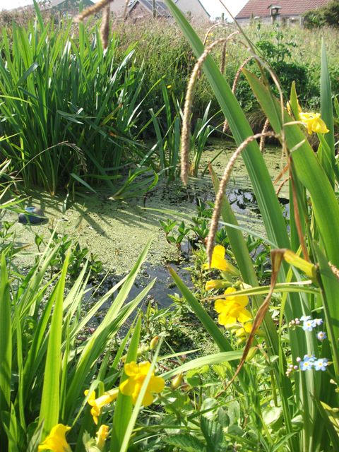 By The Pond………….