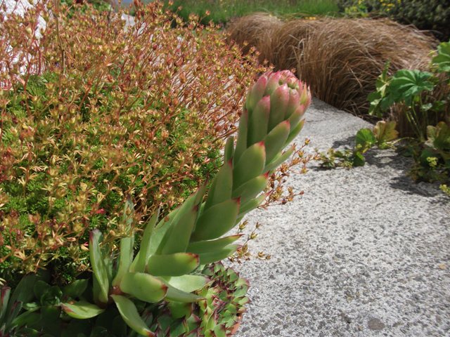 More Nature Notes