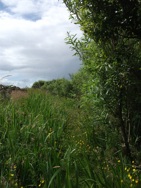 Willow As A Feed For Livestock: Pioneering Research