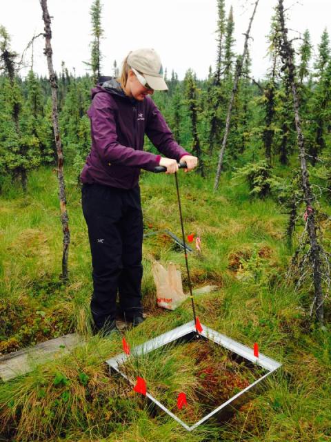 Permafrost Thaw: Extreme Weather & Arctic Ecosystems