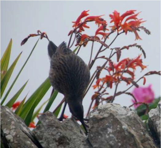 Stronsay Recent Bird Sightings