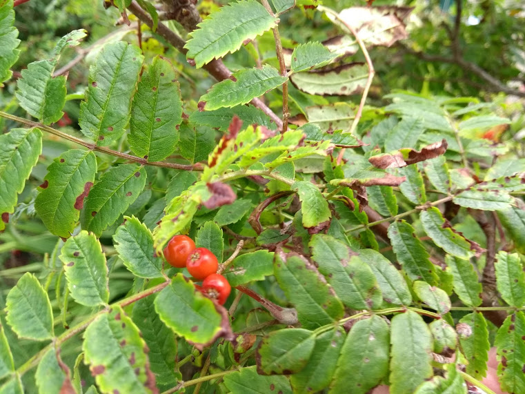 A Virtual Walk Foraging Plants