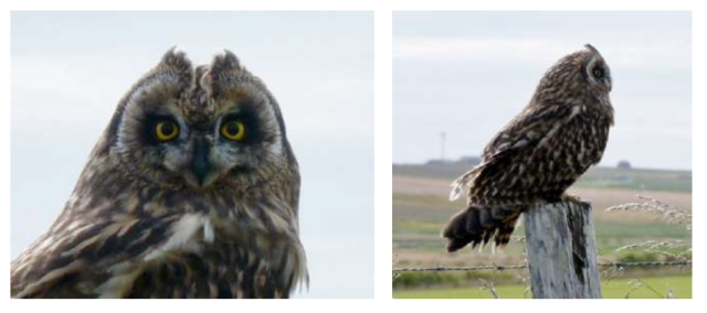 Stronsay Latest Bird Sightings