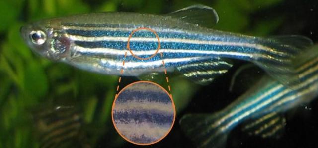 How did the zebrafish get its stripes?