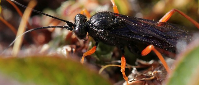 Arctic Study of Insect Life Reveals Impact of Climate Change