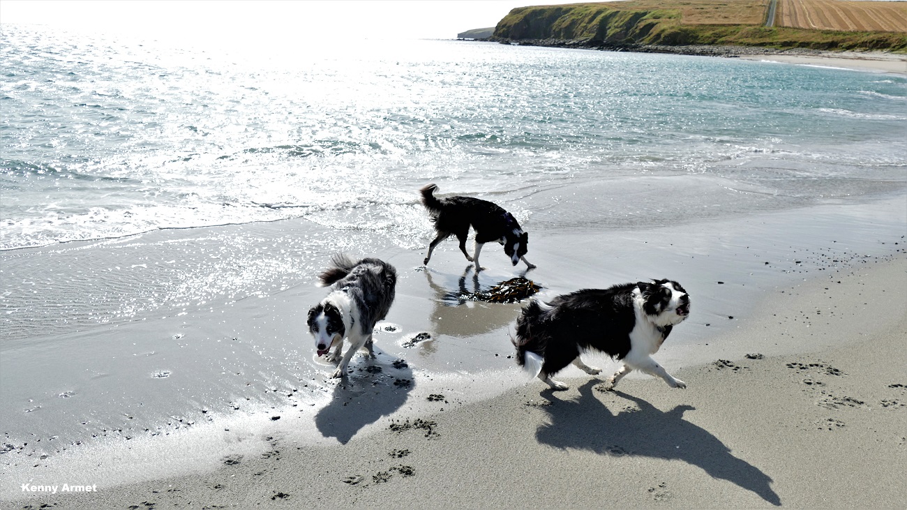 Collie Capers