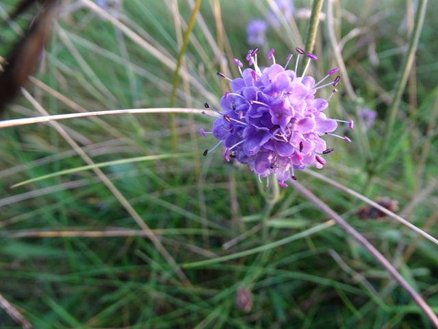 Plant focus: Devils Bit  Scabious