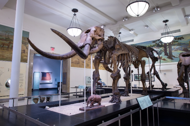 Fossil Study of American Mastodons Reveals Migration Driven By Climate Change