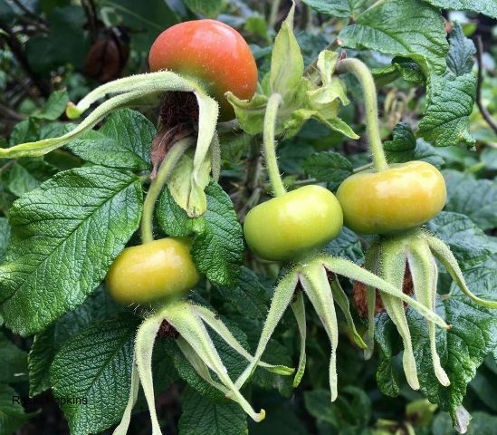 ‘Season of Mists and Mellow Fruitfulness’