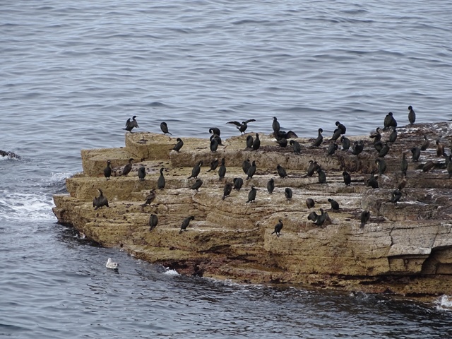 Migration North May Be Key To Survival of Threatened Seabirds
