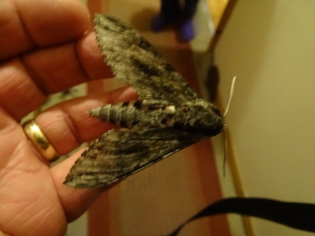 Another Interesting Moth…………….