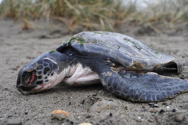 Decline in Sea Turtle Sightings