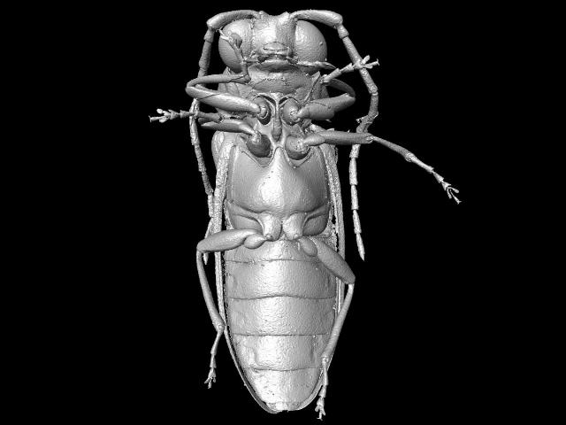Mysteriomorphidae: A Beetle from the Cretaceous