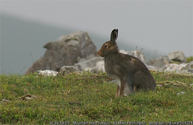 More Care for Hares