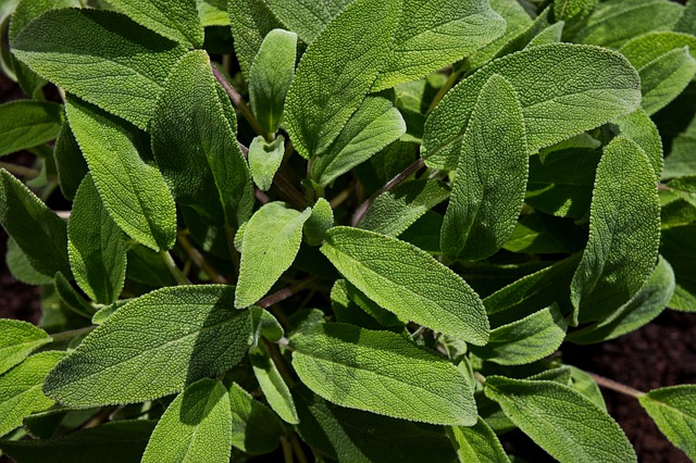 1 in 4 samples of bought sage contained other ‘leaves’