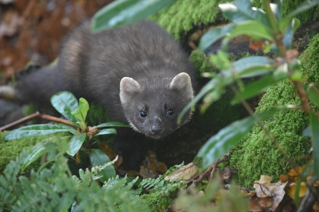 The Recovery of the Pine Marten