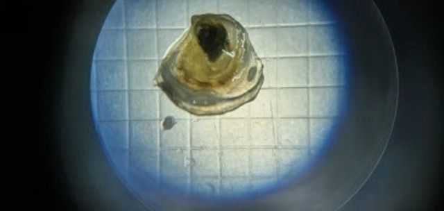 Success for Orkney Shellfish Hatchery With Native Flat Oysters