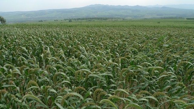 How Differences in Cooking Influenced Farming in Ancient China