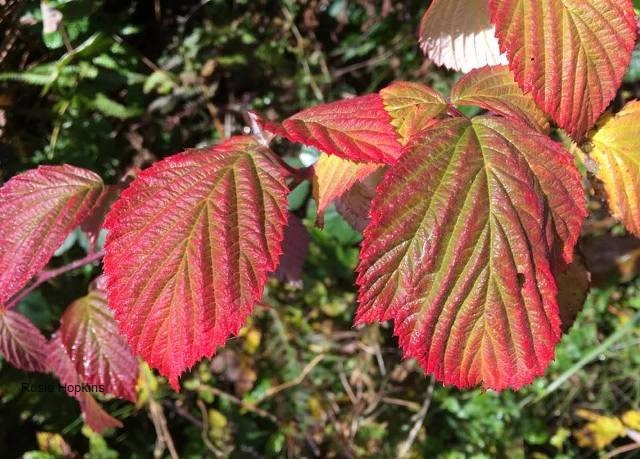 Poetry Corner: Remember by Christina Rossetti